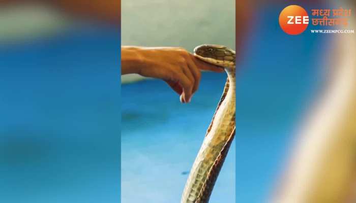 King Cobra BP High: लड़के के डर से किंग कोबरा का बीपी हाई! वीडियो देखकर फूली लोगों की सांसें