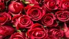 Vastu Tips: वास्तु के अनुसार ऐसे करें लाल गुलाब के उपाय, आर्थिक तंगी होगी दूर 