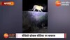 Viral Video: दीवार पर Spot हुई तेंदुए की चहलकदमी, leopard की मौजूदगी से सहमे लोग