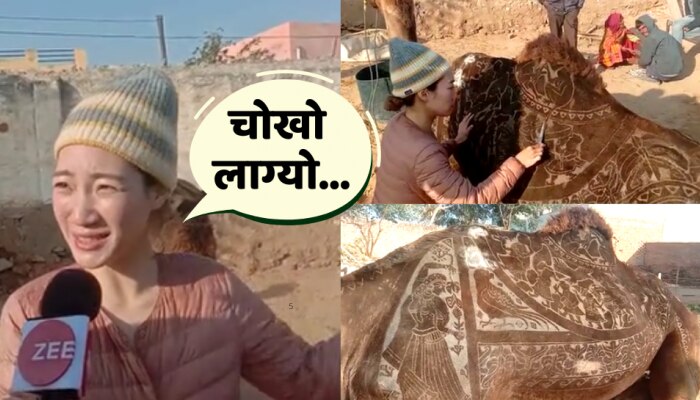 Javaed Rajesthan Artist came from Japan made Rangoli on camel at bikaner camel festival ...