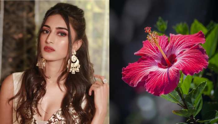 ये 1 उपाय बालों को कर देगा जड़ से काला, जुल्फें दिखेंगी Erica Fernandes जैसी काली