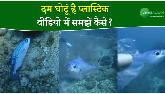 Video: छोटी सी प्लास्टिक भी है जानलेवा, वीडियो से समझें कैसे?