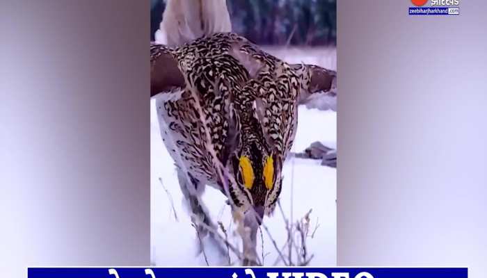 Bird Dance Video: बर्फ पर पूंछ मटकाते पक्षी ने किया गजब का डांस, सोशल मीडिया पर हो रहा वायरल