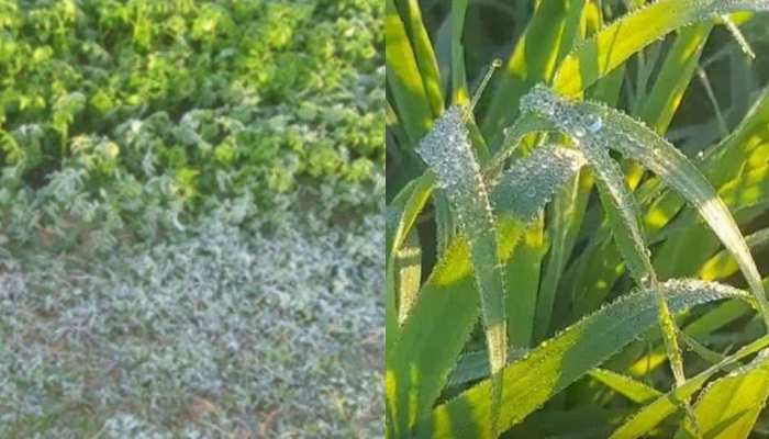 mp weather update today Cold alert increasing farmers tention gram crop in  Harda damage mpds | MP Cold Wave Alert: ठंड ने बढ़ाई किसानों की परेशानी,  हरदा में चने की फसल पर