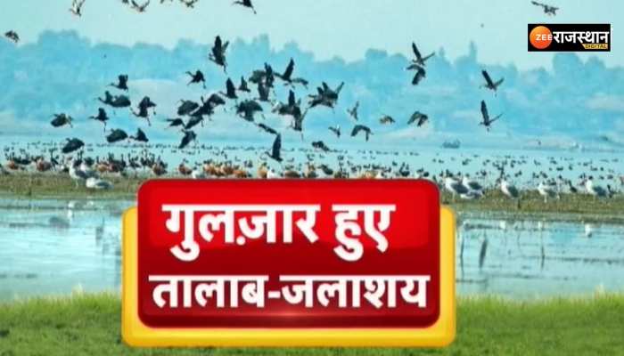 Banswara News: बांसवाड़ा में देसी-विदेशी पक्षियों का बसेरा