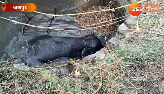 Baby Elephant Rescue: कुएं में गिरा हाथी का बच्चा, देखें कैसे हुआ JCB से रेस्क्यू