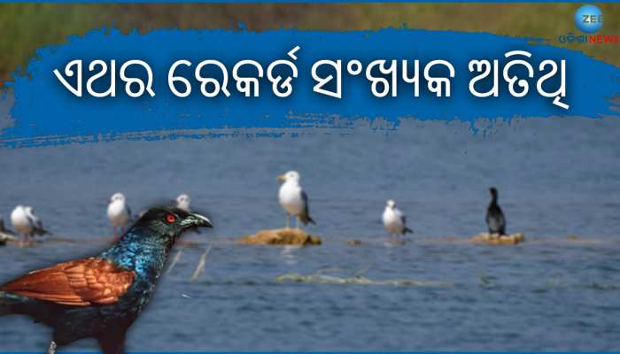ହୀରାକୁଦରେ ବଢିଛି ବିଦେଶାଗତ ପକ୍ଷୀଙ୍କ ସଂଖ୍ୟା, ଚଳିତ ବର୍ଷ ପ୍ରାୟ ୩ ଲକ୍ଷରୁ ଊର୍ଦ୍ଧ୍ୱ ପକ୍ଷୀଙ୍କ ଆଗମନ
