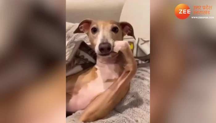 Cute Dog Video: कुत्ते का ऐसा पोज देख लें तो फोटोग्राफर हो जाएंगे दीवाने, देखिए ये मजेदार वीडियो 