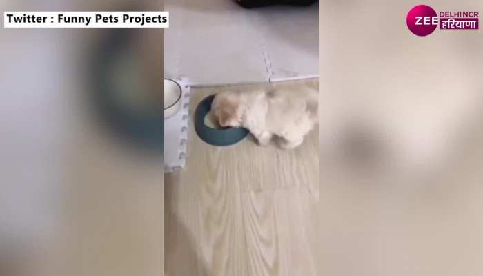 Viral Video: कटोरे में रखा दूध पीने के लिए Puppy बन गया Gymnast