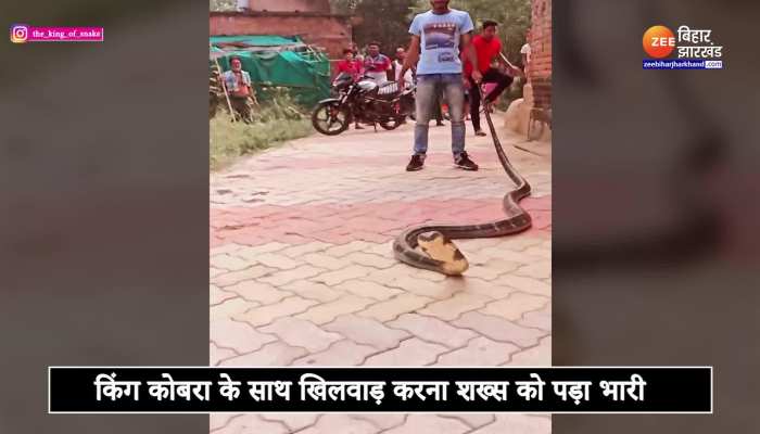 King Cobra Video : इस शख्स को कोबरा के साथ खिलवाड़ करना पड़ गया भारी, देखकर कांप जाएगी रूह