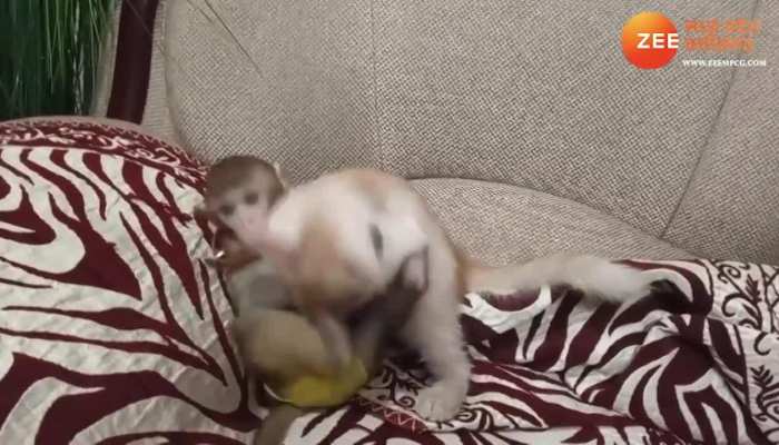 Cat Loved Monkey: बंदर पर फिदा हो गई बिल्ली, गले लगाने के लिए आगे बढ़ी तो देखें क्या हुआ