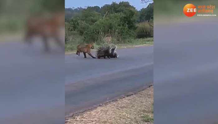 Animal Viral Video: सेही के बच्चे पर थी तेंदुए की नजर, मां-बाप ने बेबी को हमले से ऐसे बचाया