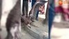 Big Vulture Found: अब जौनपुर के खेत में दिखा विशालकाय गिद्द, देखने वालों के उड़ गए होश 