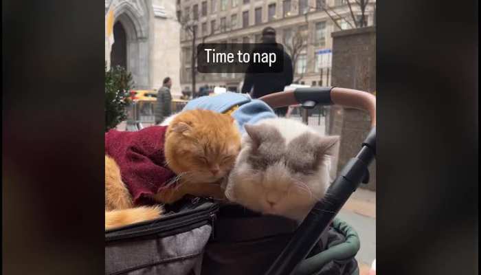 Cats dating viral video: ਬਿੱਲੀਆਂ ਨਾਲ ਕੌਫੀ ਡੇਟ 'ਤੇ ਨਜ਼ਰ ਆਇਆ ਵਿਅਕਤੀ, ਵੀਡੀਓ ਨੇ ਜਿੱਤਿਆ ਫੈਨਸ ਦਾ ਦਿਲ