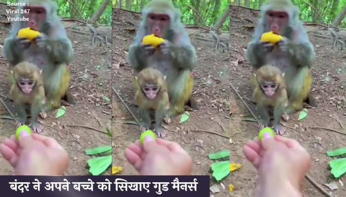 Viral Video : बंदर ने अपने बच्चे को सिखाए गुड मैनर्स, वीडियो देखकर हार बैठेंगे दिल…