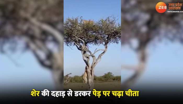 शेर के डर से पेड़ पर चढ़ा तेंदुआ, देखें कैसे बची जान