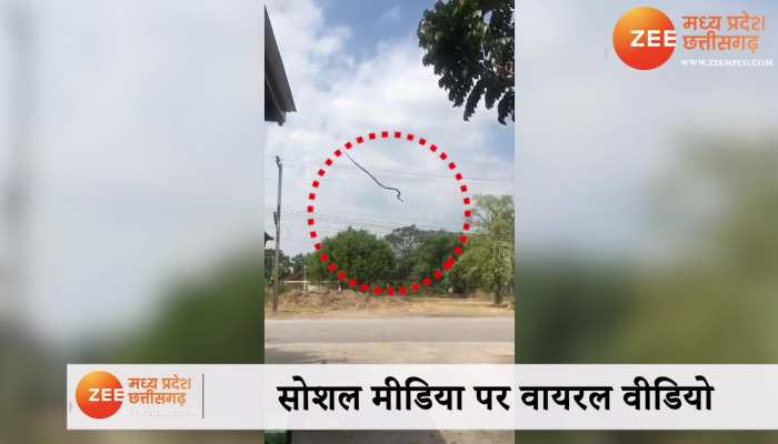 Flying Snake Video: उड़ने की कोशिश में घर की छत से कूदा कोबरा सांप, देखिए फिर क्या हुआ Viral Video