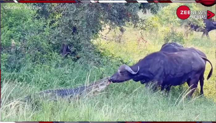 Viral Video: नदी पार कर रहे भैंसों के झुंड पर मगरमच्छ का हमला, जिंदगी की जंग में खुदको ऐसे बचाया....