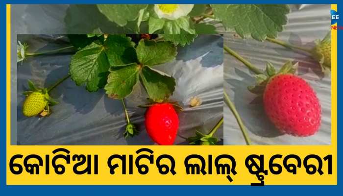 ଆଇନର ପଶାପାଲିରେ ଛନ୍ଦି ହୋଇଥିବା କୋଟିଆର ପଥୁରିଆ ଜମିରେ ଲାଲ ଟହଟହ ଷ୍ଟ୍ରବେରୀ ଚାଷ
