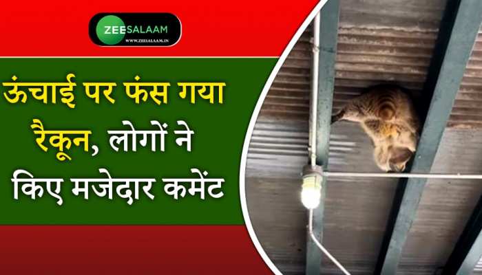 Video: ऊंचाई पर फंस गया रैकून, लोगों ने किए मजेदार कमेंट