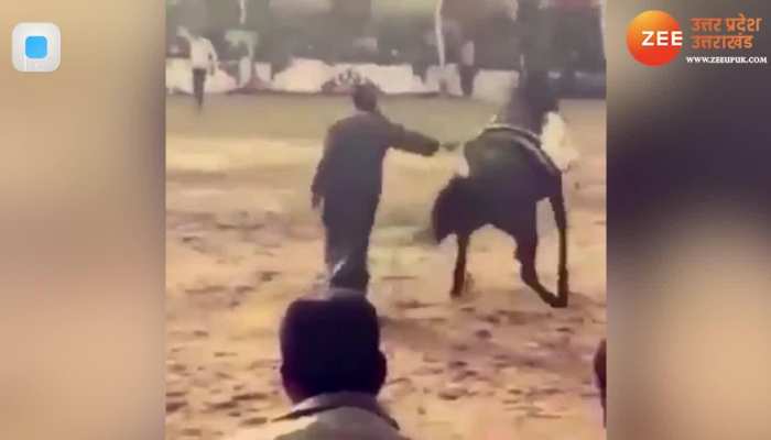 घोड़े को नचा रहा था शख्स, फिर घोड़े ने नचा दिया