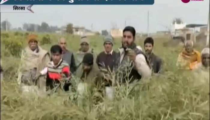 Haryana kisan News: पाले से सरसों की फसल में बड़ा नुकसान, किसानों ने की मुआवजे की मांग