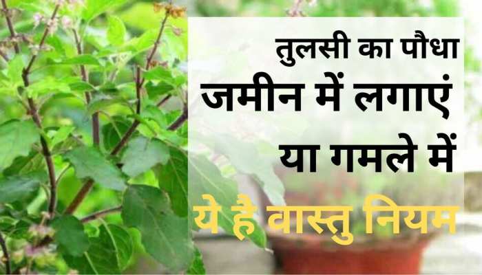 tulsi plant at home in hindi vastu tips basil plant Pots Or Ground