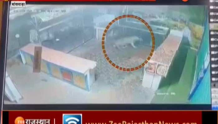 Banswara News: बांसवाड़ा शहर में पैंथर का मूवमेंट, होटल के सीसीटीवी में कैद हुआ पैंथर