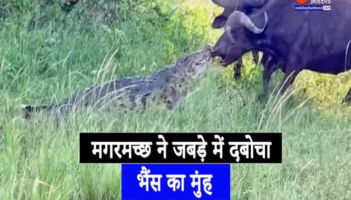 Viral Video : जब आपस में भिड़े भैंस और मगरमच्छ, भैंस ने दिखा दी ताकत, फिर हुआ कुछ ऐसा