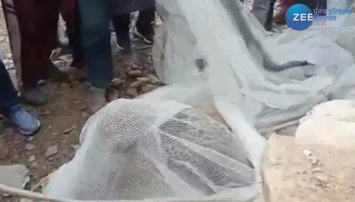 Leopard: चंबा में पकड़ा गया तेंदुआ, काफी समय से माल मवेशियों का कर रहा था शिकार