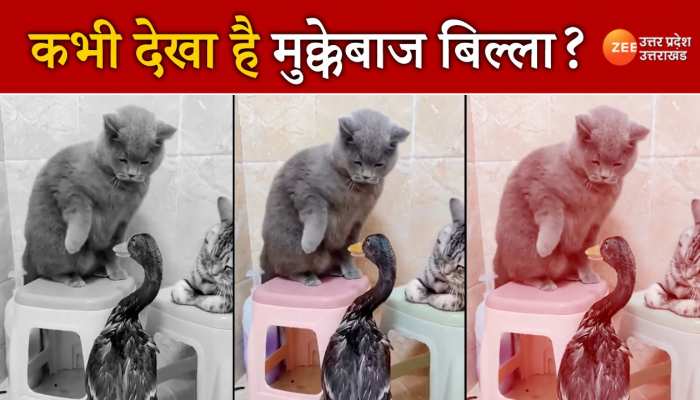 Cat vs Duck: जब मुक्केबाज बिल्ले से हुए बत्तख का सामना, वीडियो देख नहीं रुकेगी आपकी हंसी