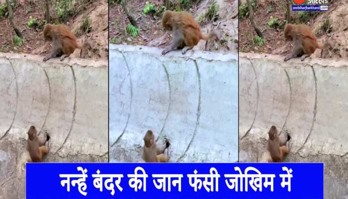 नन्हें बंदर की जान जोखिम में फंसी देख बंदर पिता ने उठाया बड़ा कदम, वायरल हुआ जबरदस्त वीडियो