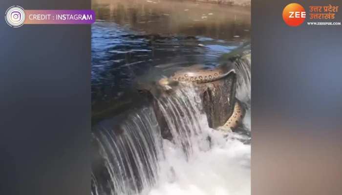 सांप ने पानी में खेला ऐसा खतरनाक खेल, आंखें रह गईं सन्न देखें VIDEO