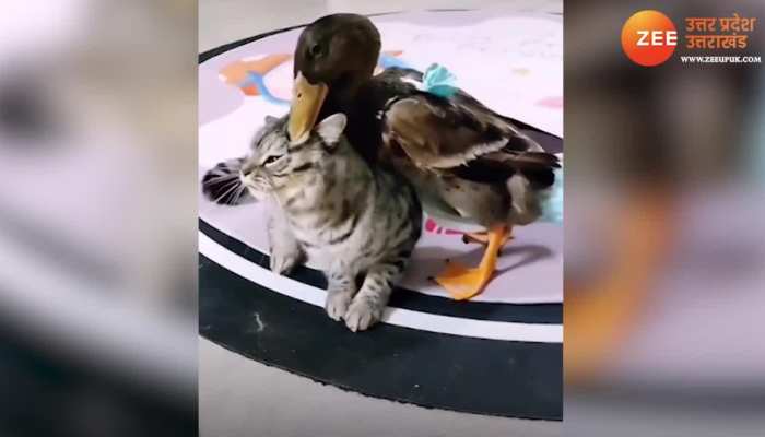 cat vs duck: बत्तख ने की बिल्ली संग बदतमीजी, बिल्ली ने लगा दिया दना-दन पंच