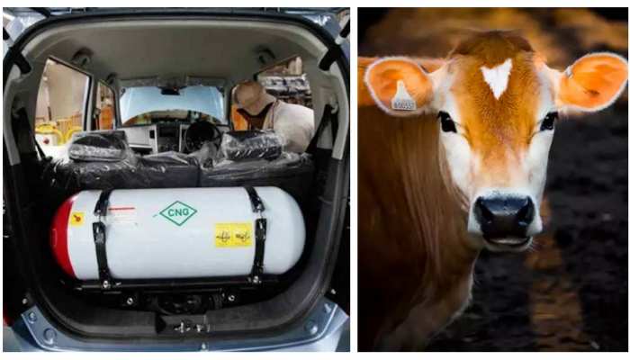 Petrol-Diesel भूल जाओ, अब गाय के गोबर से चलेंगी कारें! Maruti ने कर ली पूरी प्लानिंग