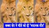 बब्बर शेर ने चीते को दी 'भयानक मौत, दर्दनाक वीडियो वायरल 