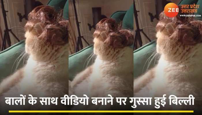 Funny Cat: बिल्ली को पसंद नहीं आया बाल के साथ खिलवाड़, एंग्री लुक देकर सबको डराया