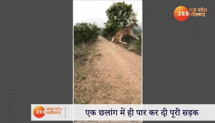 Deer Video Viral: हिरण ने मारी ऐसी छलांग, चौंधिया गई आंखें; सालभर पहले वीडियो ने मचाई थी तबाही