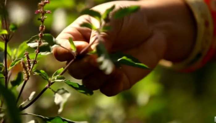 Tulsi Upay: तुलसी की पत्ती तोड़ने से पहले करें ऐसे पूजन, कभी नहीं होंगी मां  लक्ष्मी नाराज | Tulsi todne ke niyam leaves plucking before do these puja  and read mantra maa