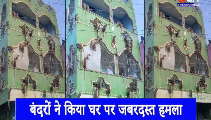 बंदरों के झुंड ने किया साउथ इंडिया में घर पर कब्जा, वीडियो हुआ वायरल