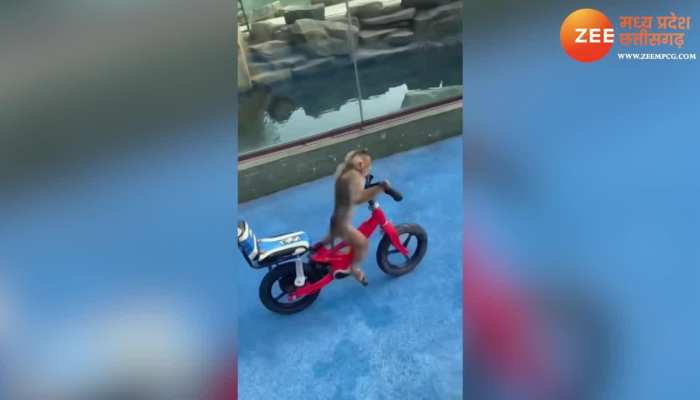 Funny Monkey Video: गजब! बंदर ने चलाई साइकिल, वीडियो देख आप भी कहेंगे सो क्यूट