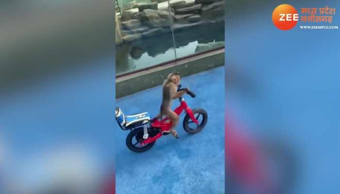 Funny Monkey Video:  गजब! बंदर ने चलाई साइकिल, वीडियो देख आप भी कहेंगे सो क्यूट