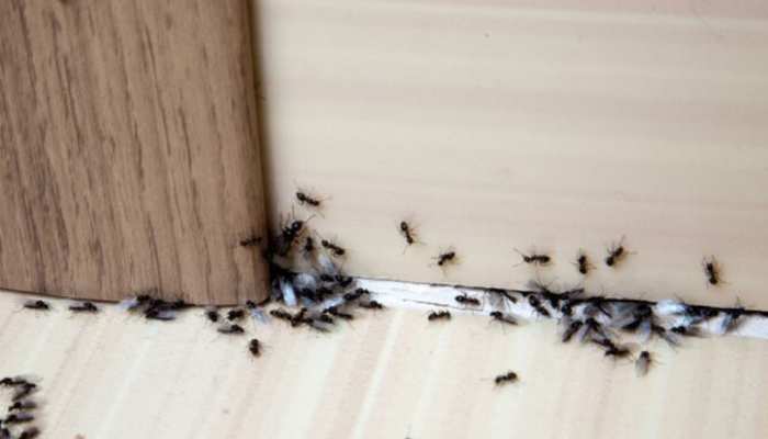 बिना मारे चींटियों को घर से भगाना चाहते हैं? आजमा लें काम के ये 5 घरेलू नुस्खे