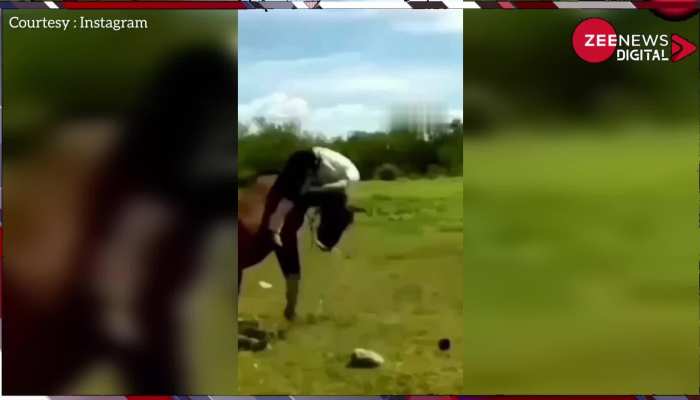 Viral: घुड़सवारी के दौरान बौखलाया घोड़ा, शख्स को मारी ऐसी लात, फुटबाल की तरह हो गया गोल! देखें वीडियो