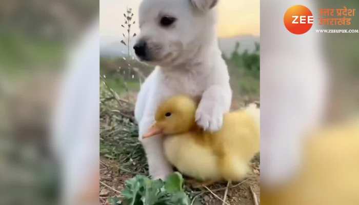 नहीं देखी होगी पपी और डकलिंग की ऐसी दोस्ती, वीडियो हो रहा वायरल