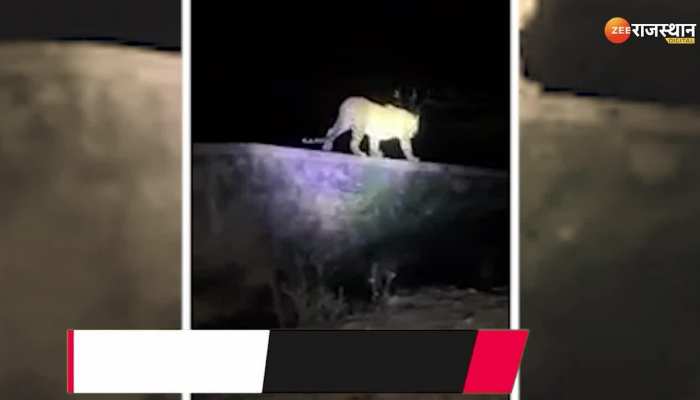 Sawai Madhopur : दिवार पर चढ़कर दहाड़ा पैंथर, दहशत में आए लोग