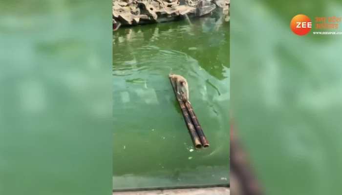 बंदर का वीडियो देख मुंह खुला का खुला रह जाएगा, देखें Monkey Video