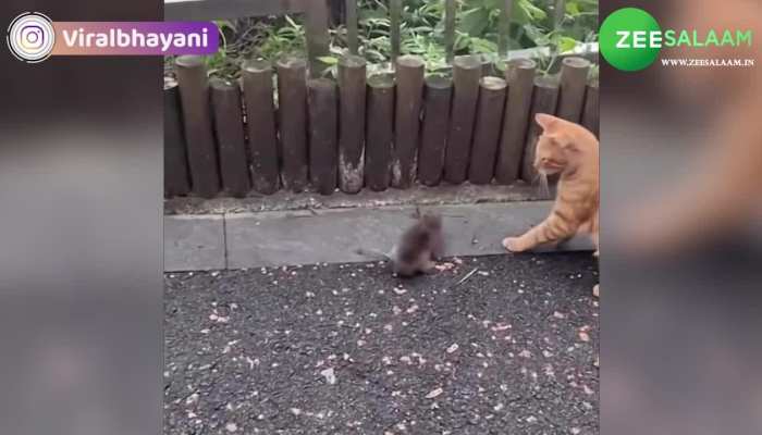 Video: टीवी पर तो बहुत देखा होगा Tom&Jerry, आज आपको दिखाता हूं हकीकत में!