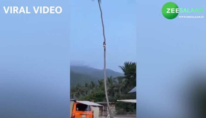 Video: इस शख्स को पेड़ पर चढ़ते देख बंदर भी हुआ हैरान और परेशान, वीडियो वायरल!