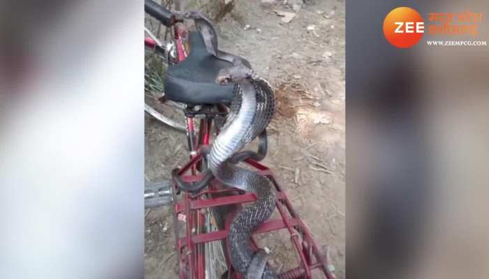 Viral Video: साइकिल की सीट पर बैठा प्रेमी नाग-नागिन का जोड़ा, देखने वालों के उड़े होश